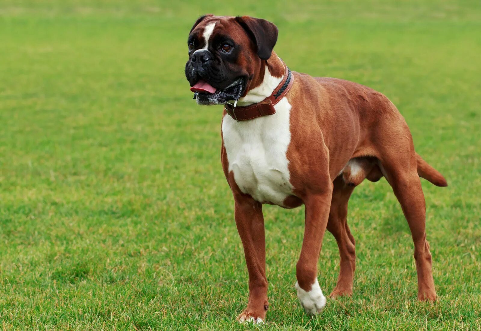 Порода собак боксер фото Boxer Dog, Overview, Description, Temperament, & Facts Britannica