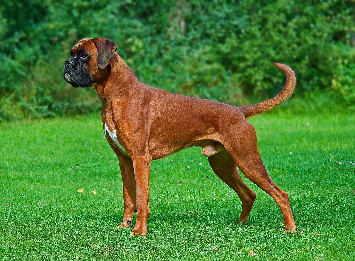 Порода собак боксер фото Файл:Male fawn Boxer undocked.jpg - Вікіпедыя