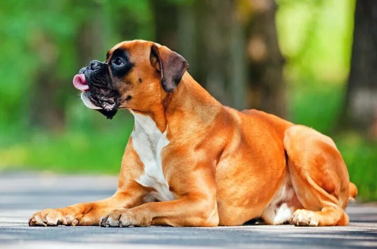 Порода собак боксер фото Boxer Dog - All Big Dog Breeds Boxer dogs, Boxer, Big dog breeds