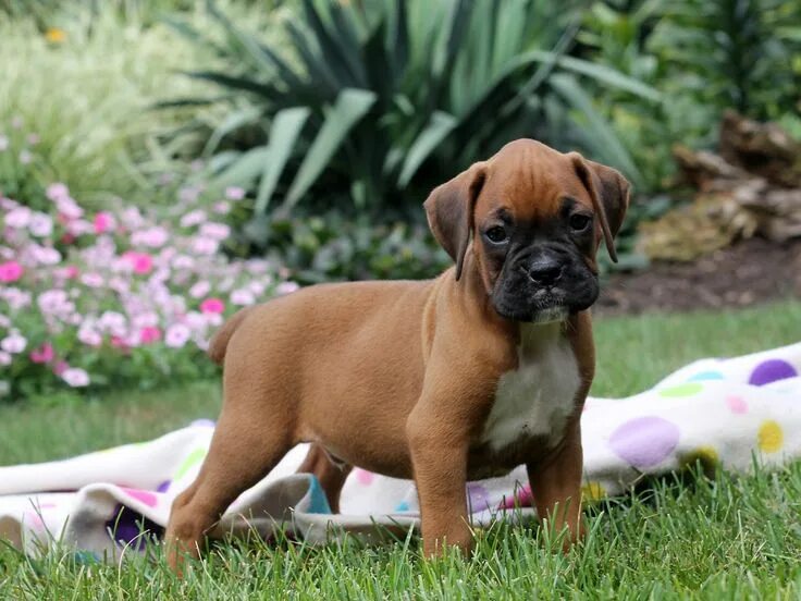 Порода собак боксер фото Boxer Puppies For Sale - Greenfield Puppies Boxer puppies for sale, Boxer puppie