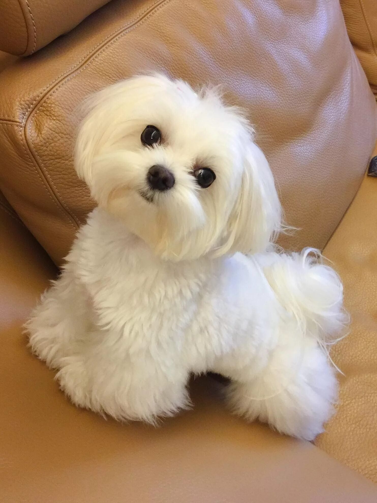 Порода собак болонка фото Adorable Maltese Dog Sitting on a Couch