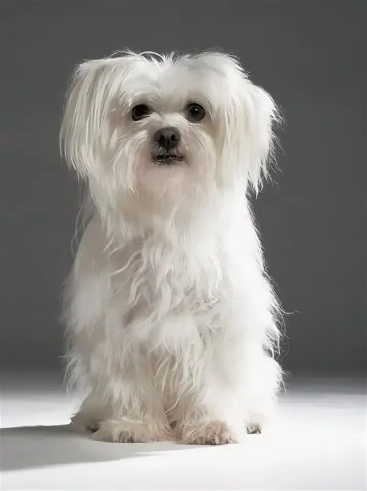 Порода собак болонка фото How to groom your Maltese dog at home video Maltese dogs, Dogs, Maltese puppy