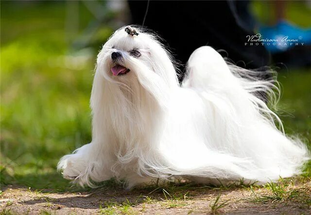 Порода собак болонка фото Pin by Tina Goedtke on Bichón maltés / Maltese Maltese dogs, Teacup puppies malt