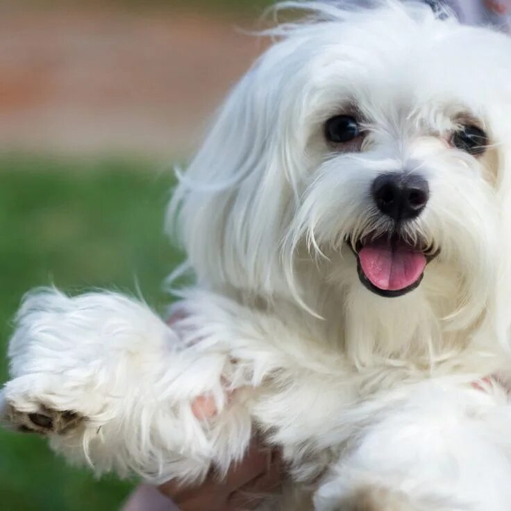 Порода собак болонка фото Maltese Dog Breed Facts & Information. (218) 277-5405 in 2021 Best dog breeds, M