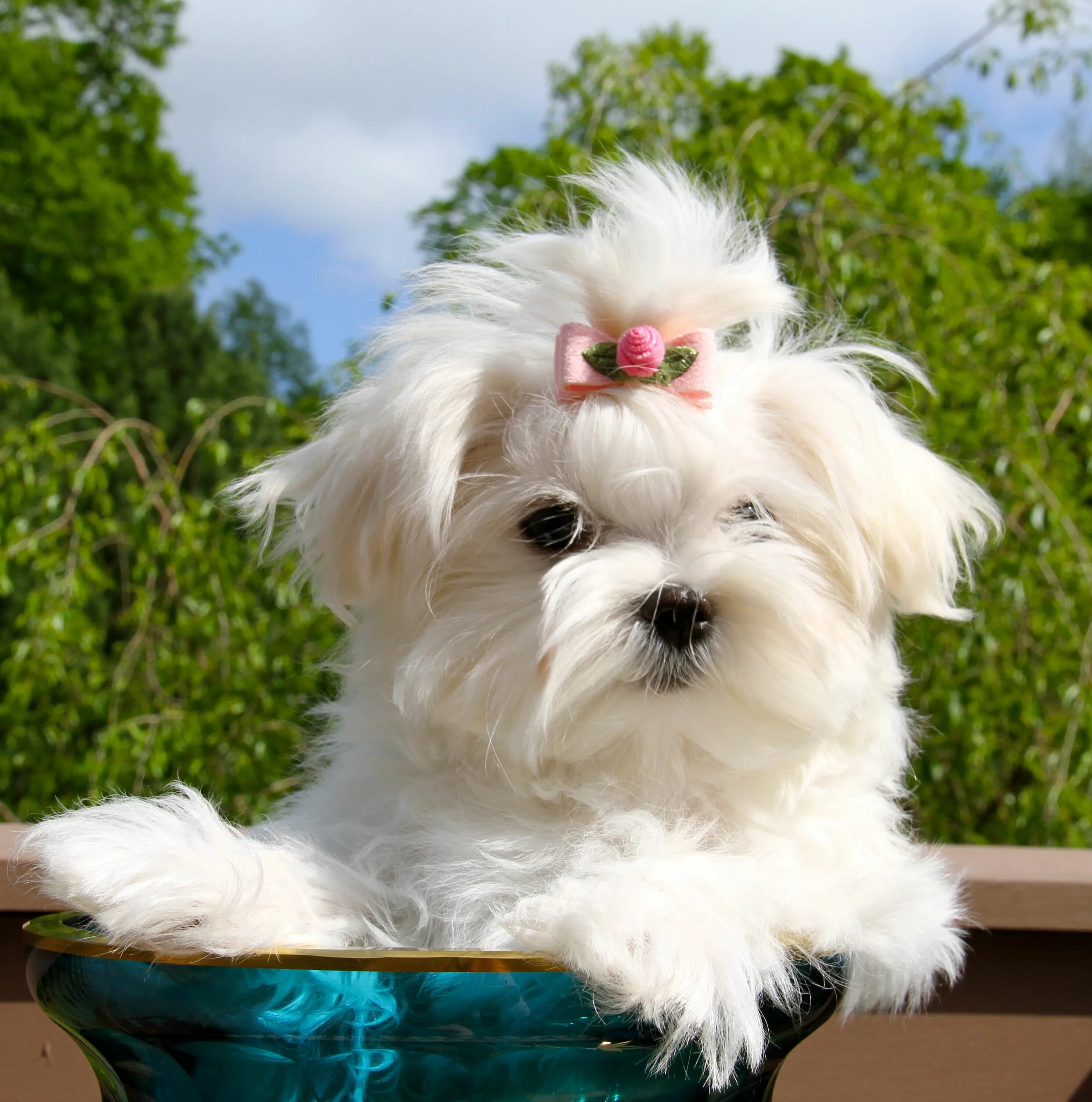 Порода собак болонка фото Aurellie Maltese puppy, Cutest dog ever, Maltese dogs