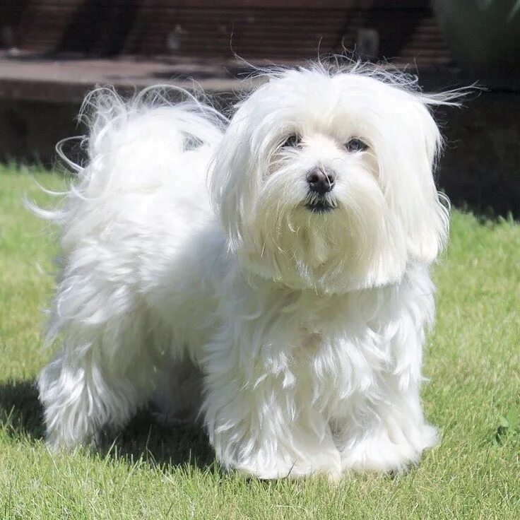 Порода собак болонка фото Bichón Maltés Maltese puppy, Maltese dogs, Havanese dogs