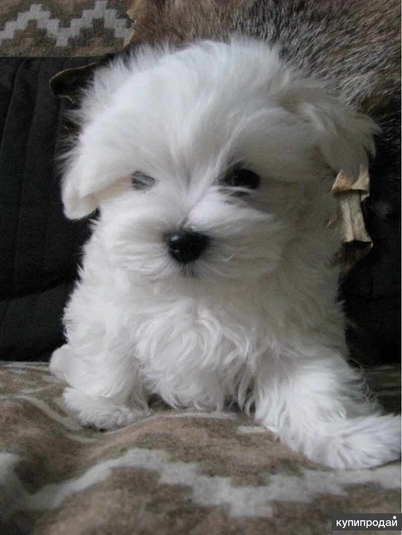 Щенок Мальтезе Maltese puppy, Cute dogs, Maltese dogs