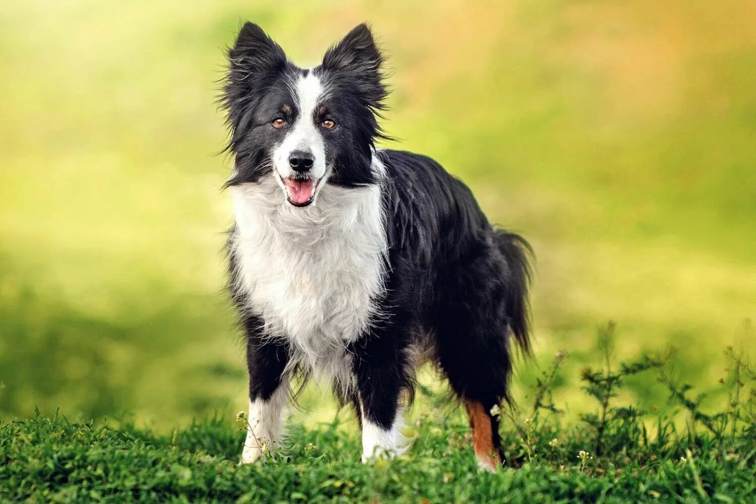 Порода собак бордер фото Types of Collies: From Bearded to Border