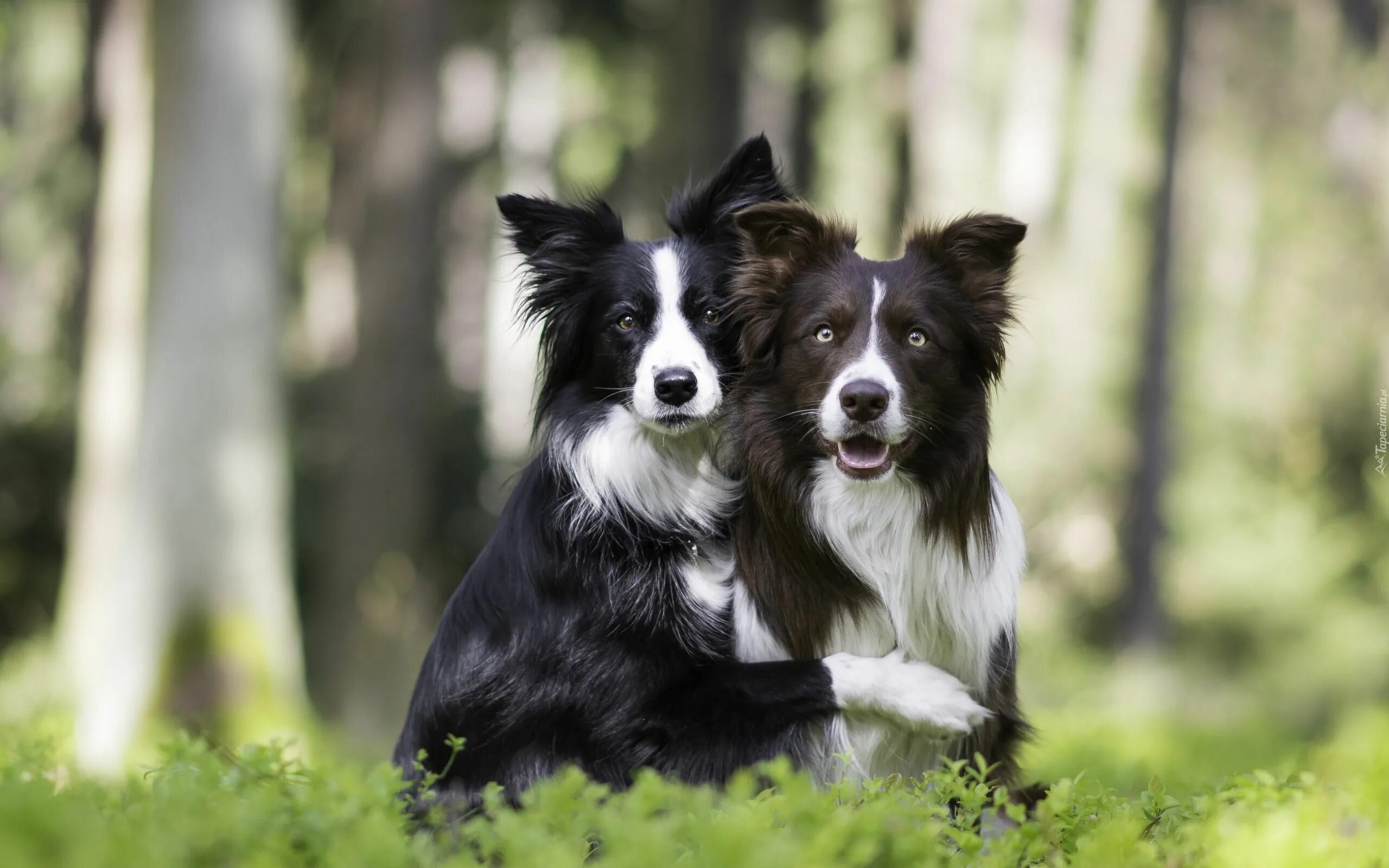 Порода собак бордер фото Dwa, Psy, Border collie, Las Collie dog, Border collie, Border collie dog