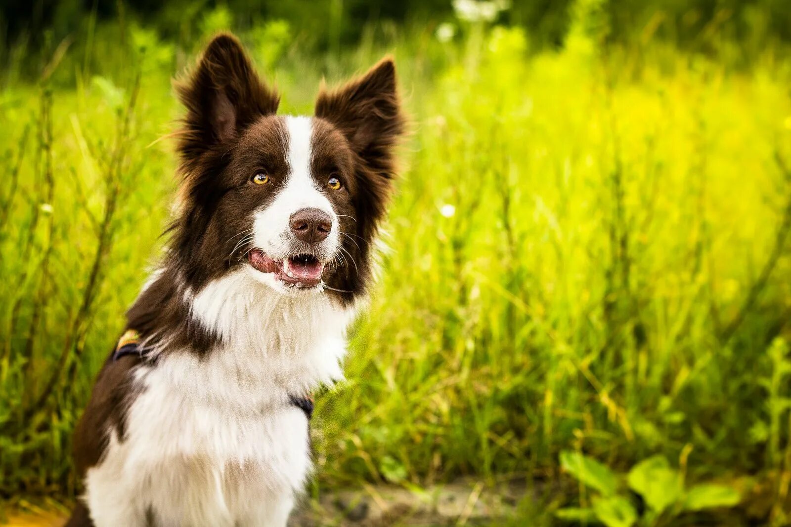 Порода собак бордер фото Floyd - border collie Border collie, Collie dog, Collie