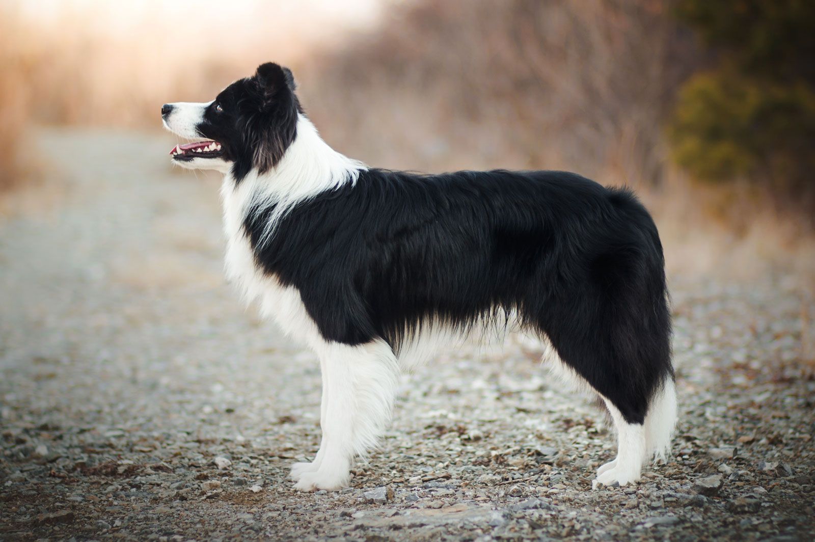 Порода собак бордер фото Border Collie Breed, Care, Upkeep, Temperament, Herding, Sheepdog, Images, & Fac