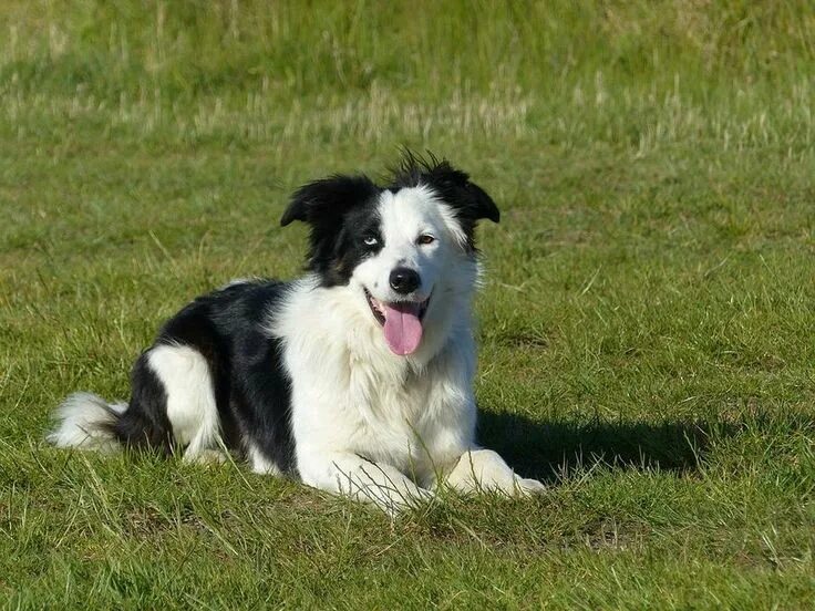 Порода собак бордер фото Los errores más comunes cuando adiestras a tu border collie Border collie, Colli