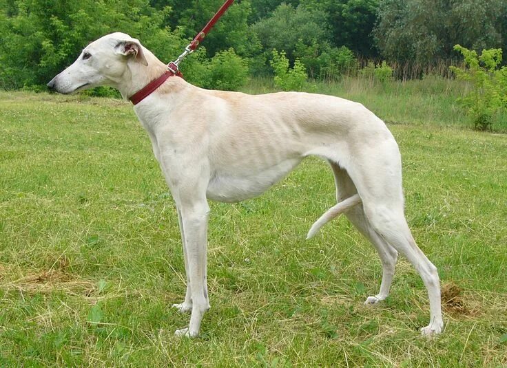 Порода собак борзая фото Polish borzoi Windhund, Hunde