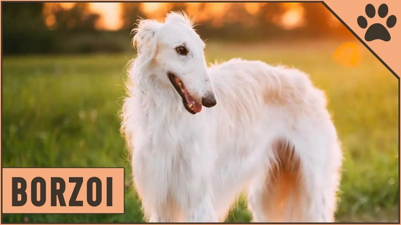 Порода собак борзая фото Borzoi Información De Raza De Perro Perros Mundo - YouTube