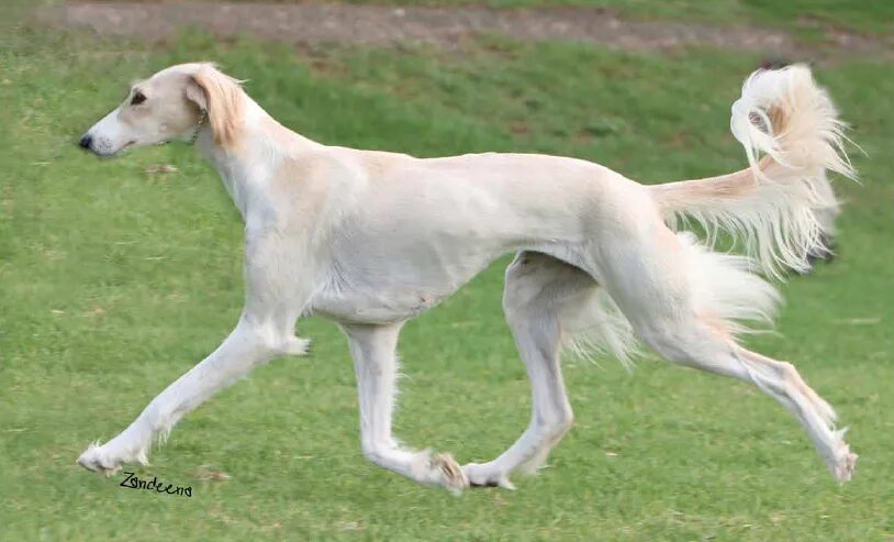 Порода собак борзая фото The Saluki dog appearance Уиппет, Борзые, Борзая