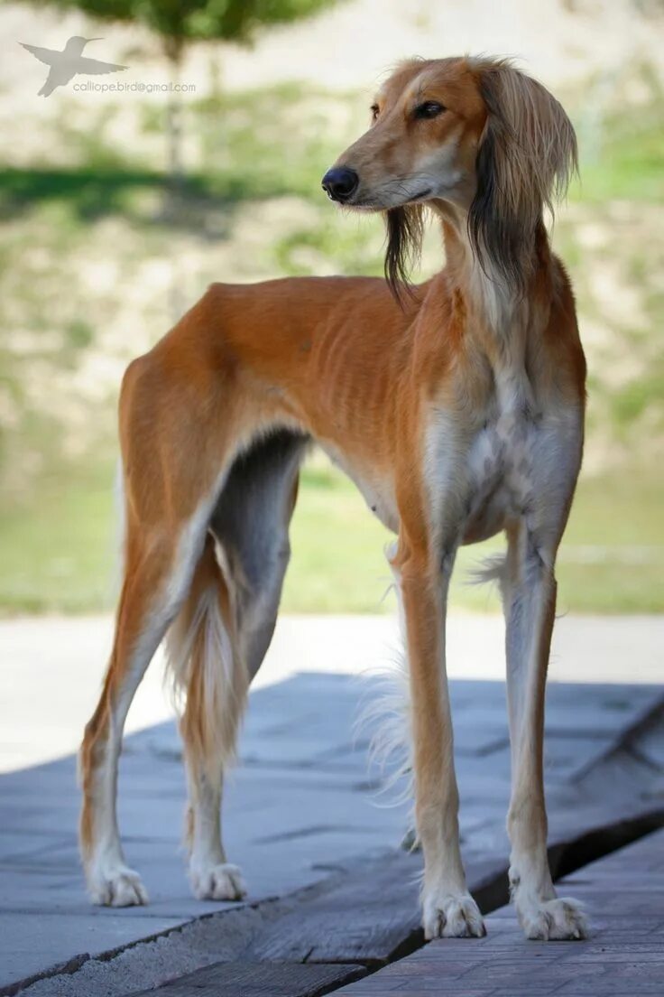 Порода собак борзая фото Saluki Baghdad - Sivatagi Tunderek Saluki dogs, Pet dogs, Beautiful dogs