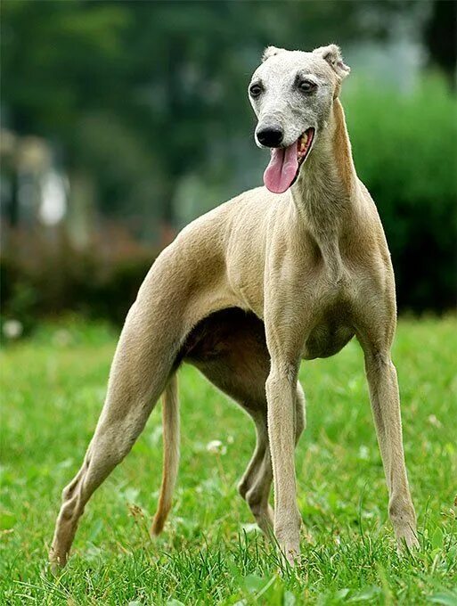 Порода собак борзая фото Italian Greyhound Dog Breed Information & Characteristics Italian greyhound dog,