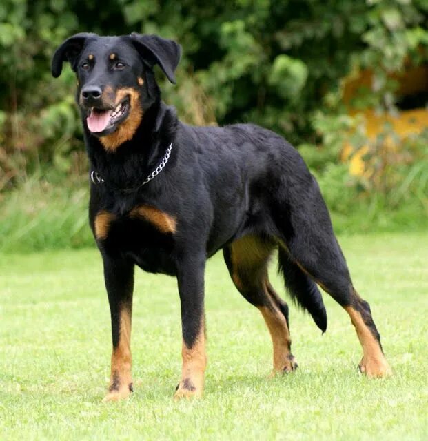 Порода собак босерон фото Beauceron aussi appelé Bas rouge chien de grande taille 70 cm en hauteur Perros 