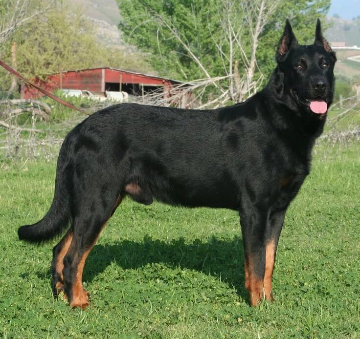 Порода собак босерон фото Beauceron Purebred dogs, Beauceron, Dogs