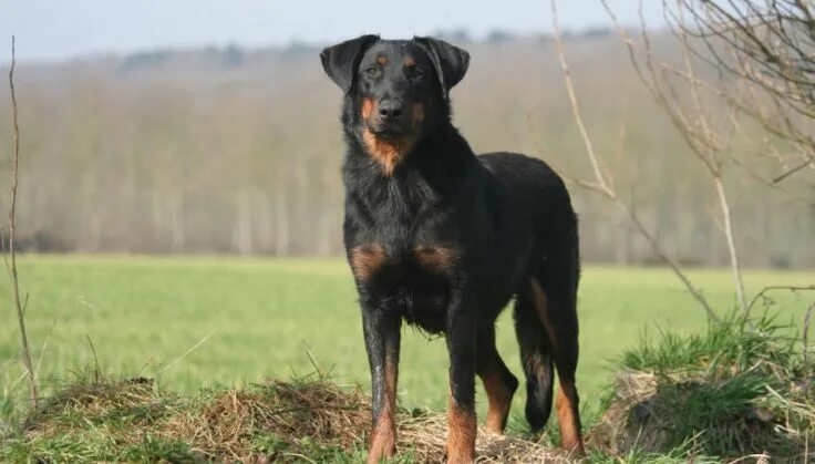 Порода собак босерон фото 10 Things You Didn't Know about the Beauceron Beauceron, Herding dogs, Dogs