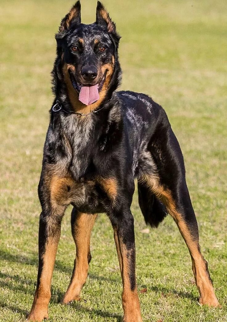 Порода собак босерон фото Beauceron Dog breeds, Rare dogs, Beautiful dogs