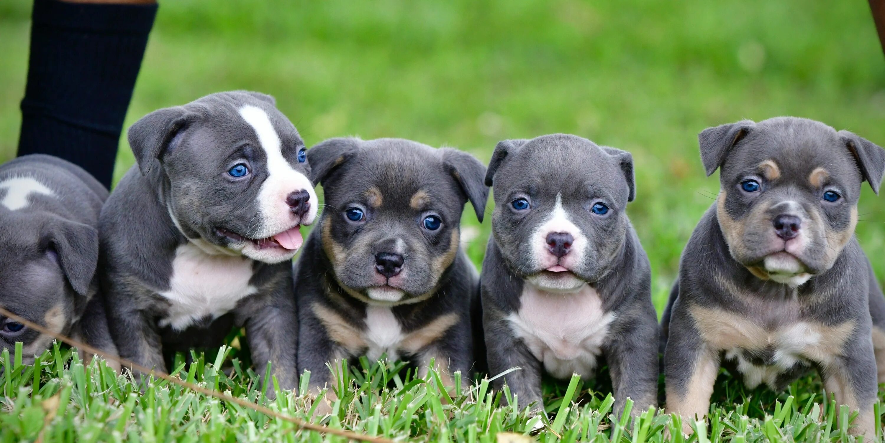 Порода собак булли фото цена щенок THE AMERICAN BULLY: ATHLETIC? HEALTH ISSUES IN THE BREED? AGGRESSIVE? GOOD FAMIL