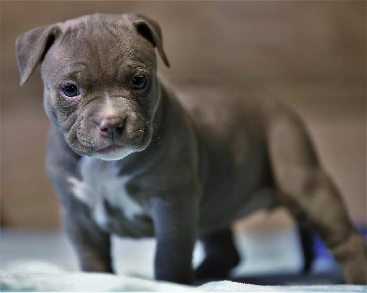 Порода собак булли фото цена щенок Продается щенок американского булли. American bully puppy for sale Подробнее на 