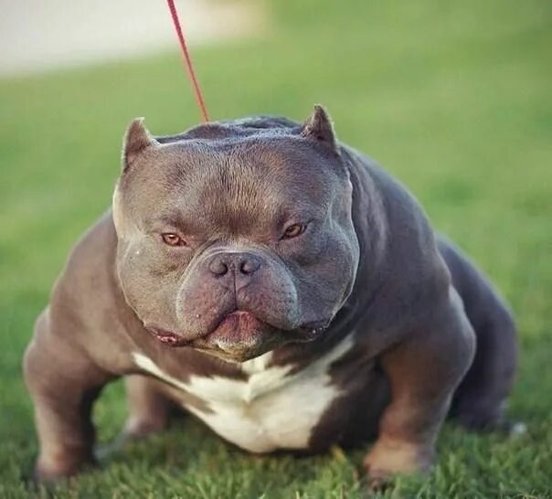 Порода собак булли фото цена щенок Ёжик в панаме on Twitter Bully breeds dogs, American bully, Pitbull dog breed