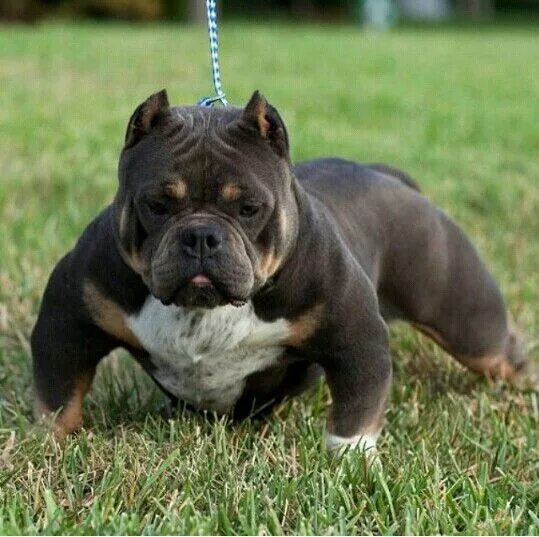 Порода собак булли фото цена щенок Scary Dogs: Bully Breeds and American Bully