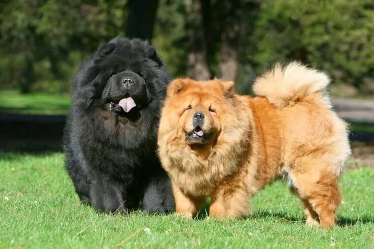 Порода собак чау чау фото The 20 Most Expensive Dog Breeds in the World Chow chow puppy, Expensive dogs, C