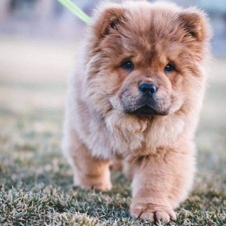 Порода собак чау чау фото Discover the Timeless Beauty of Chow Chow