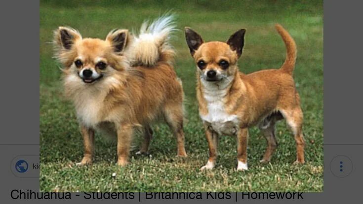 Порода собак чихуахуа фото Pin by marsha rosenberg on Pet Pics Chihuahua breeds, Pet dogs, Chihuahua