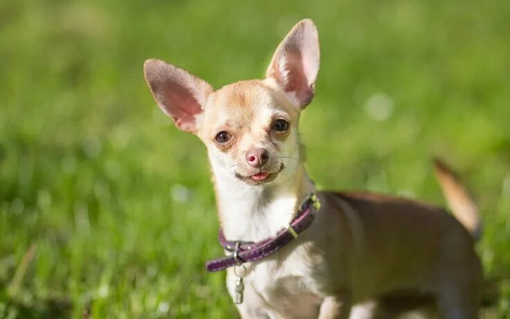 Порода собак чихуахуа фото What Is The Best Dog Breed For Senior Citizens Chihuahua temperament, Chihuahua 