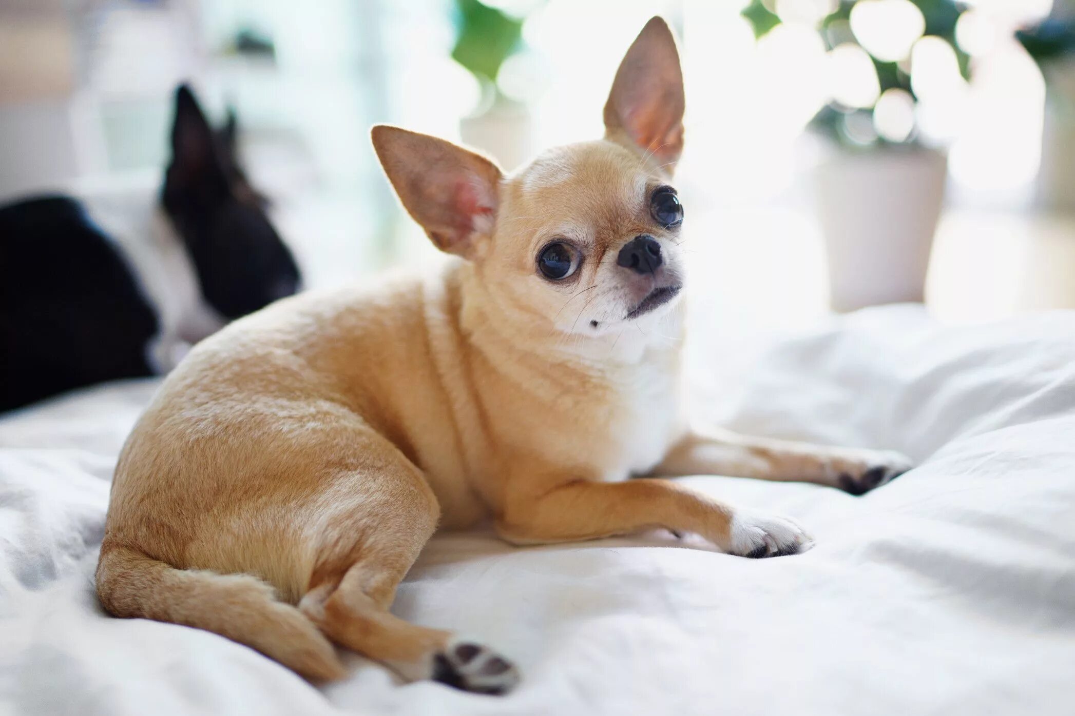 Порода собак чихуахуа фото Chihuahua: Dog Breed Characteristics & Care