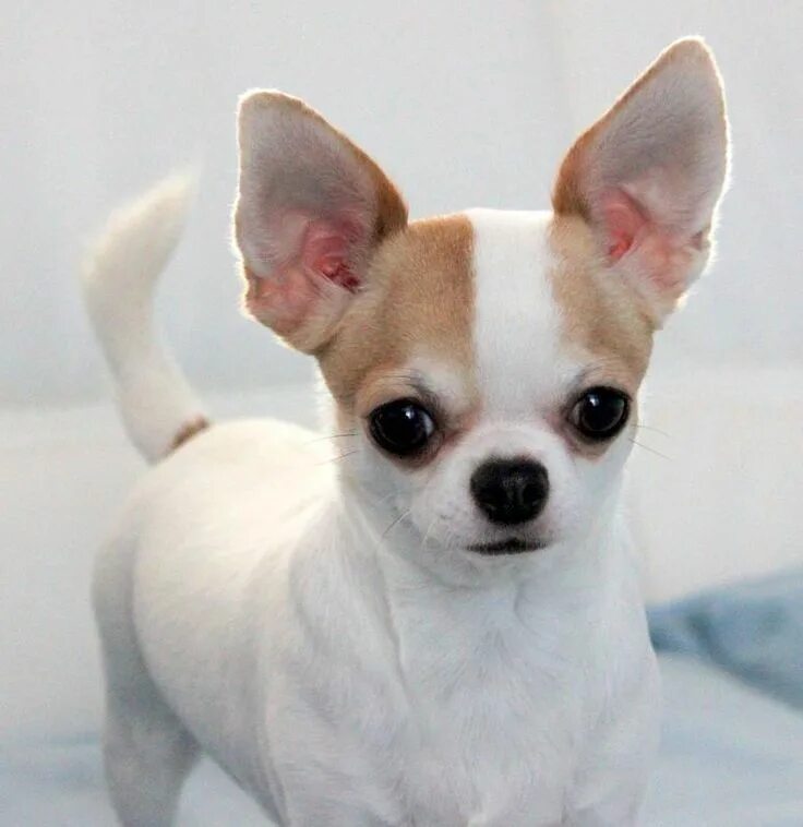 Порода собак чихуахуа фото Pin on Chihuahua Chihuahua puppies, Baby chihuahua, Chihuahua