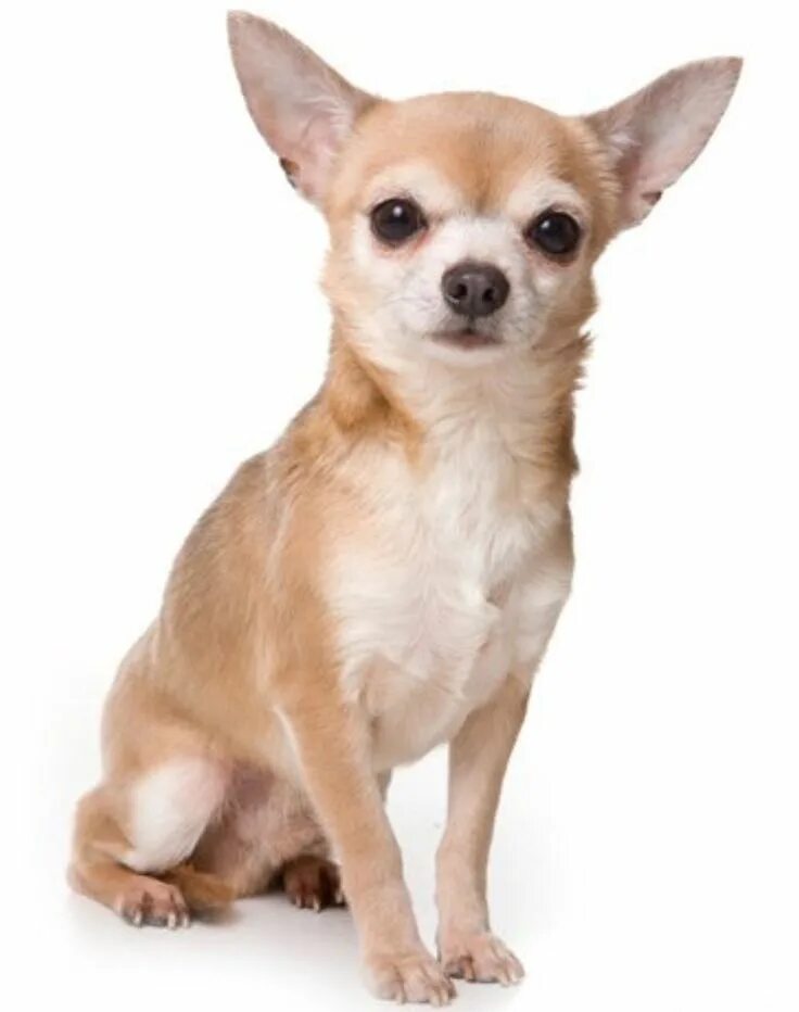 Порода собак чихуахуа фото Pin by Christina Rizzo on Chihuahua Lover Chihuahua breeds, Chihuahua, Dog breed