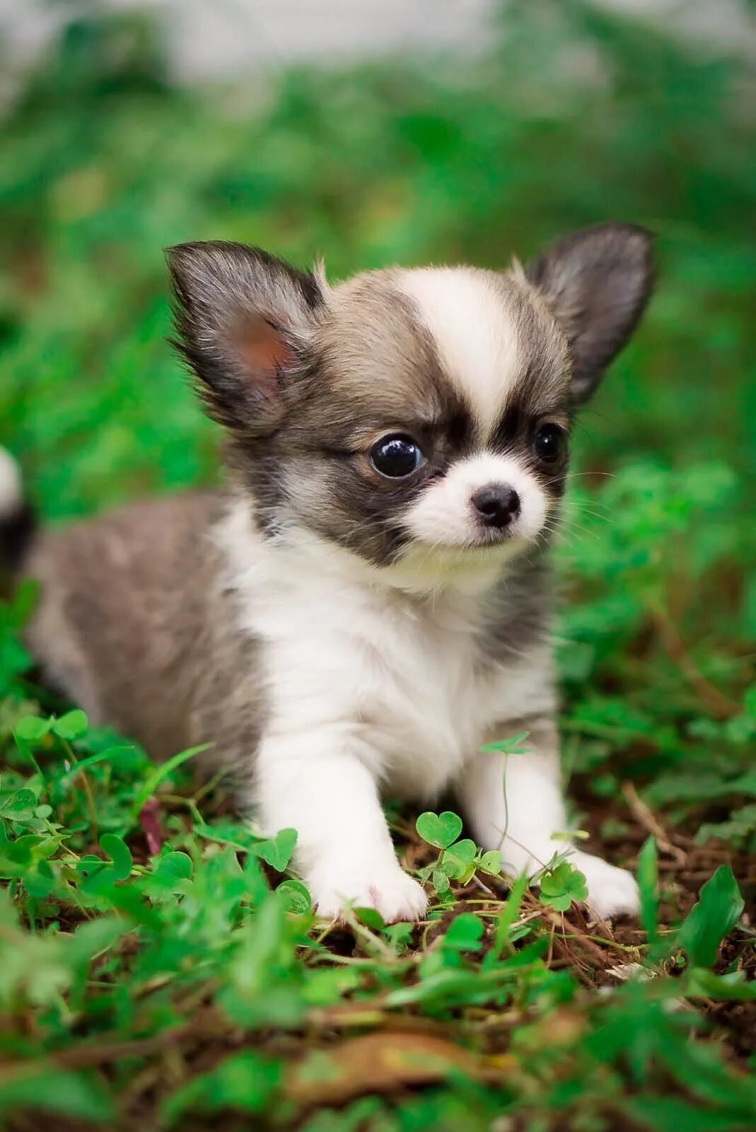 Порода собак чихуахуа фото цена маленькие щенки Female chihuahua longhair puppy breed by Rio Farm, click visit find us on instag