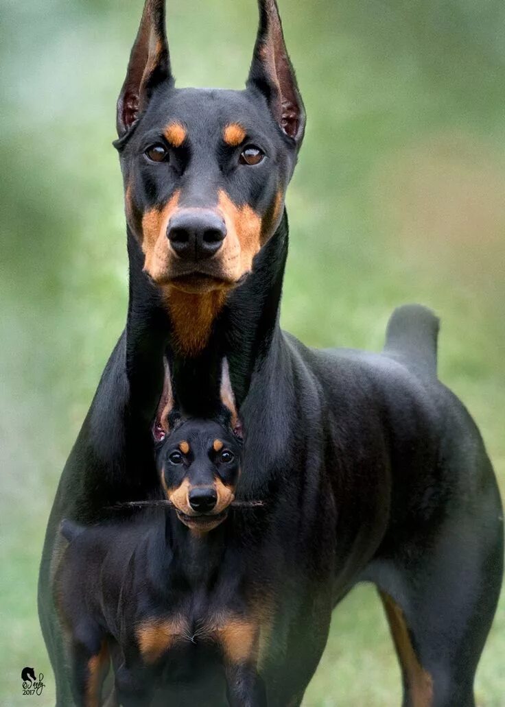 Порода собак доберман фото Doberman Pinscher PetSync Scary dogs, Doberman pinscher dog, Doberman puppy