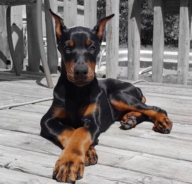 Порода собак доберман фото Pin on Dobbies Doberman pinscher dog, Cute dogs, Doberman pinscher puppy