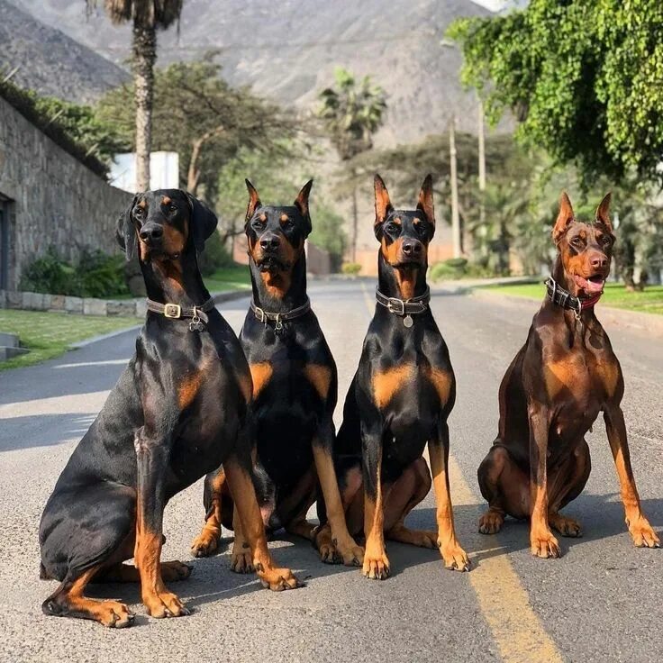 Порода собак доберман фото Gang . . @thedobieteam . . #dobermanpuppy #dobermandogs_feature #dobermanofinsta