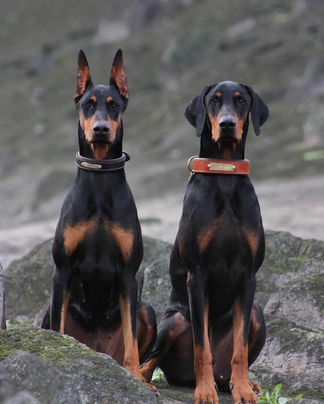 Порода собак доберман фото Dressez votre chien en 15 jours seulement ! Doberman dogs, Dogs, Doberman pinsch