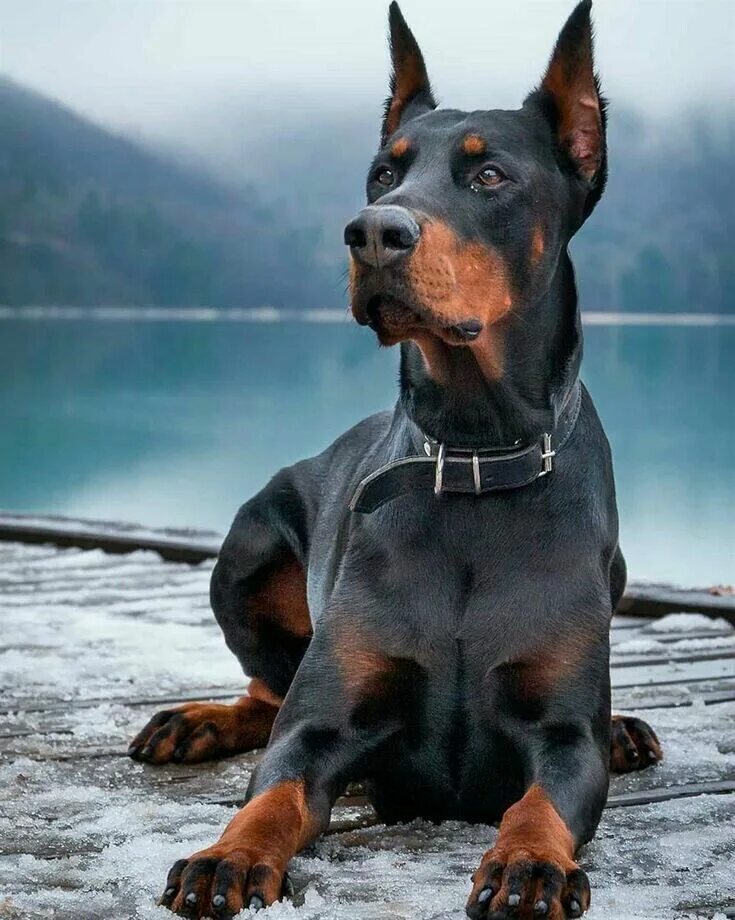 Порода собак доберман фото Preferences-BNHA Doberman pinscher natural ears, Doberman puppy, Doberman dogs