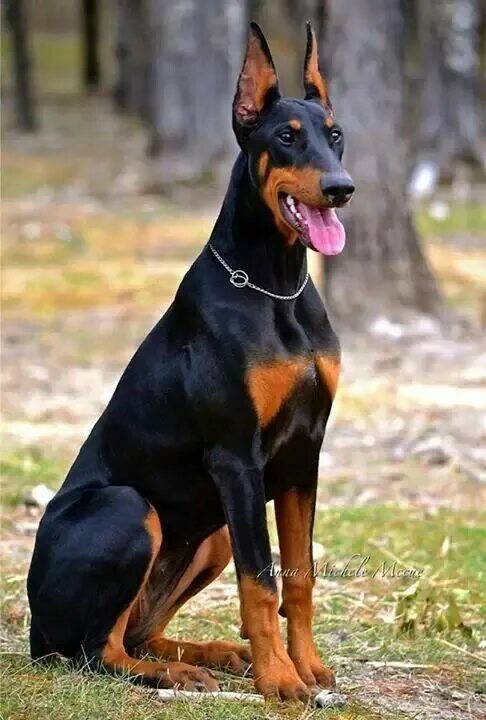 Порода собак доберман фото Pin by Barbara rathmanner on dobermann ❤ ❤ ❤ Doberman puppy, Doberman pinscher d