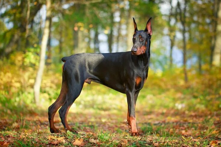 Порода собак доберман фото Raça Doberman Doberman dogs, Best dog breeds, Doberman pinscher