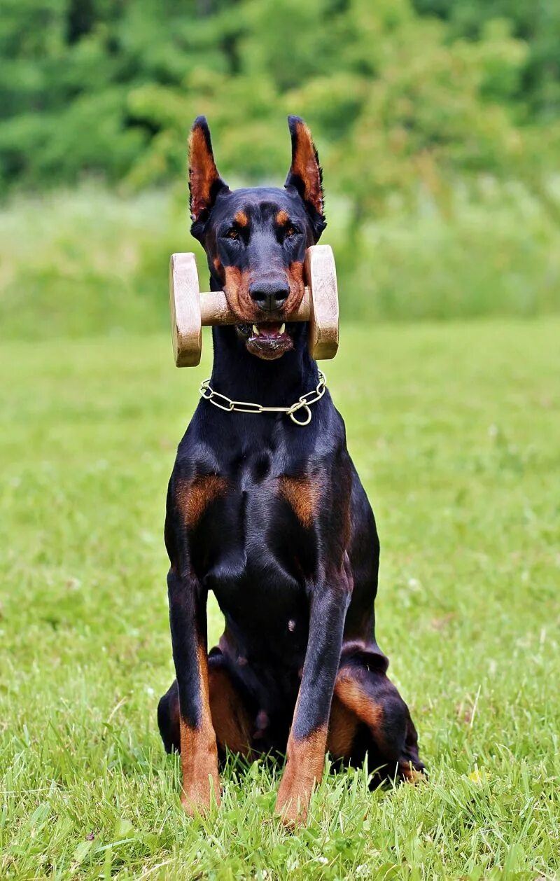 Порода собак доберман фото Free Images : nature, vertebrate, dog breed, doberman, guard dog, german pinsche