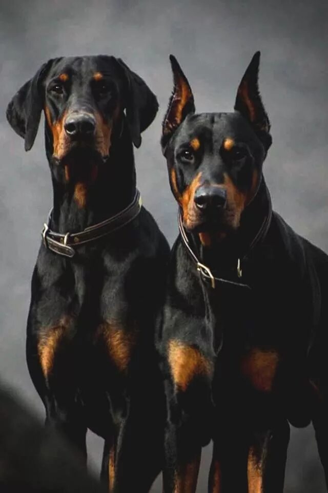 Порода собак доберман фото Pin by Margareta Roman on BROWN Doberman puppy, Doberman pinscher dog, Doberman 