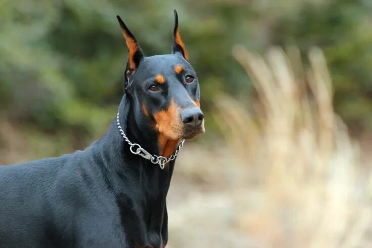 Порода собак доберман фото Doberman #doberman #cat #dog #köpek #kedi #animal #hayvan #pet Doberman breed, D