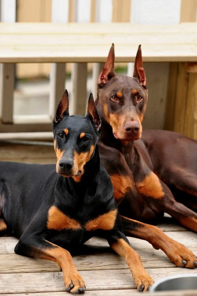 Порода собак доберман фото Pin by petsociety on petsociety Doberman pinscher puppy, Doberman, Doberman pins