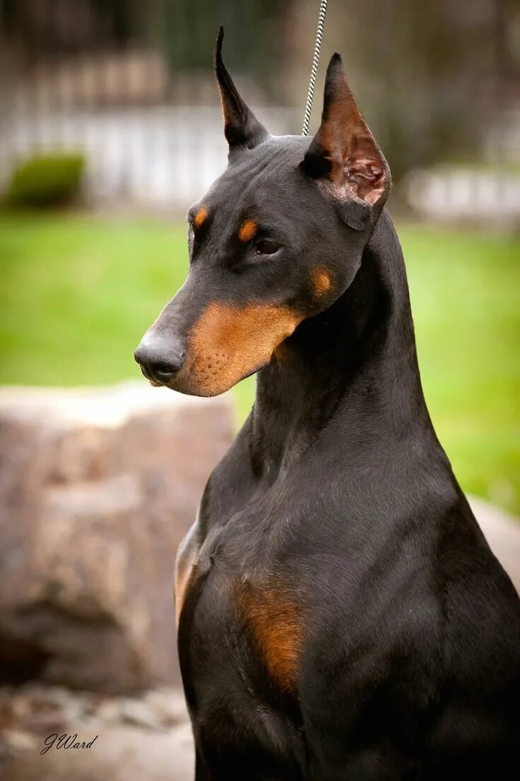 Порода собак доберман фото Pin de Angela J. Tardiff em Doberman Raça de cachorro, Cães, Raça doberman