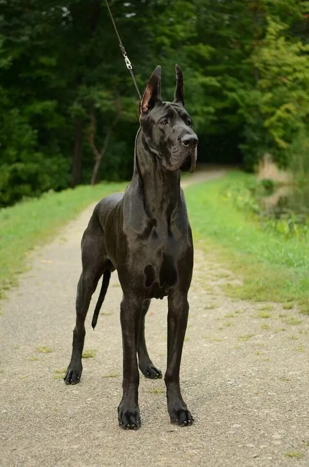 Порода собак дог фото Немецкий дог Cani giganti, Cucciolo di alano, Razze di cani